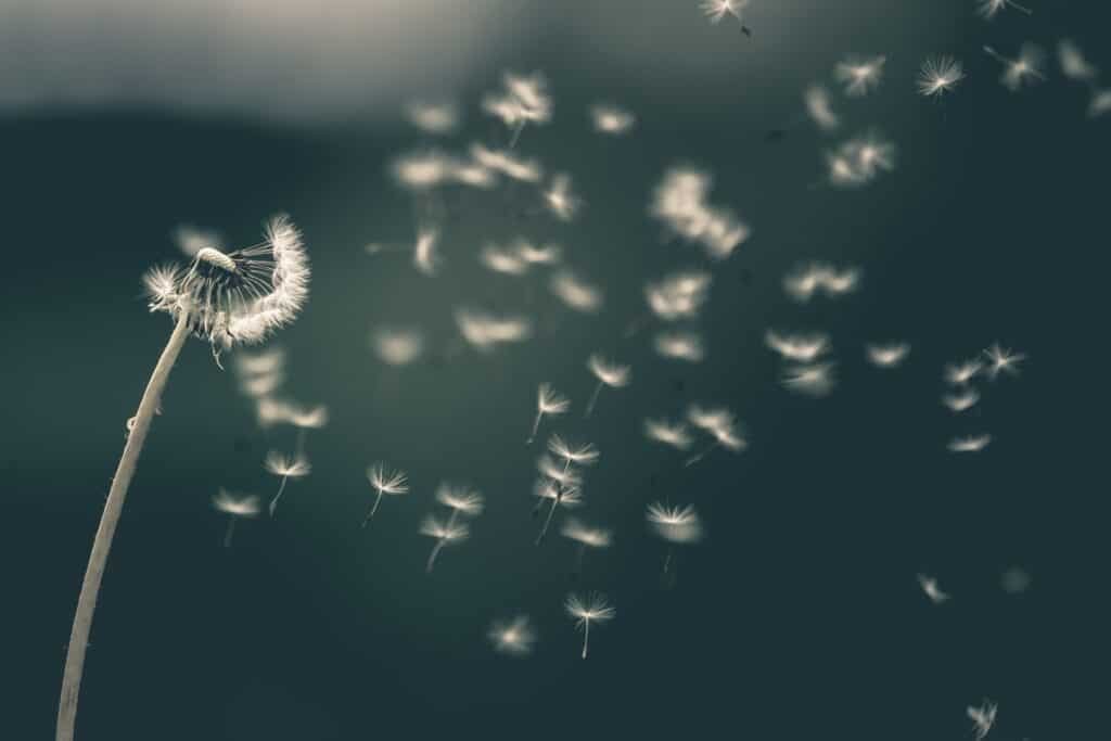 Mindfulness e resiliência